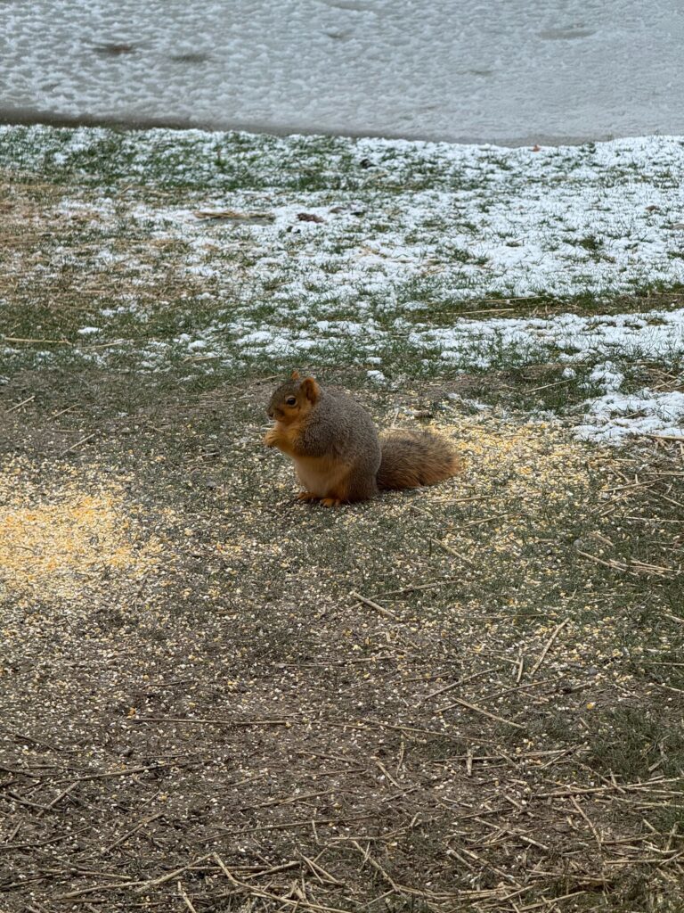 Squirrel Control Safety Harbor