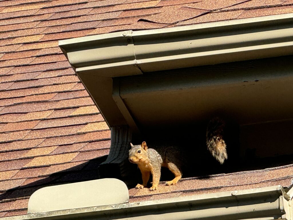 Squirrel Control Safety Harbor