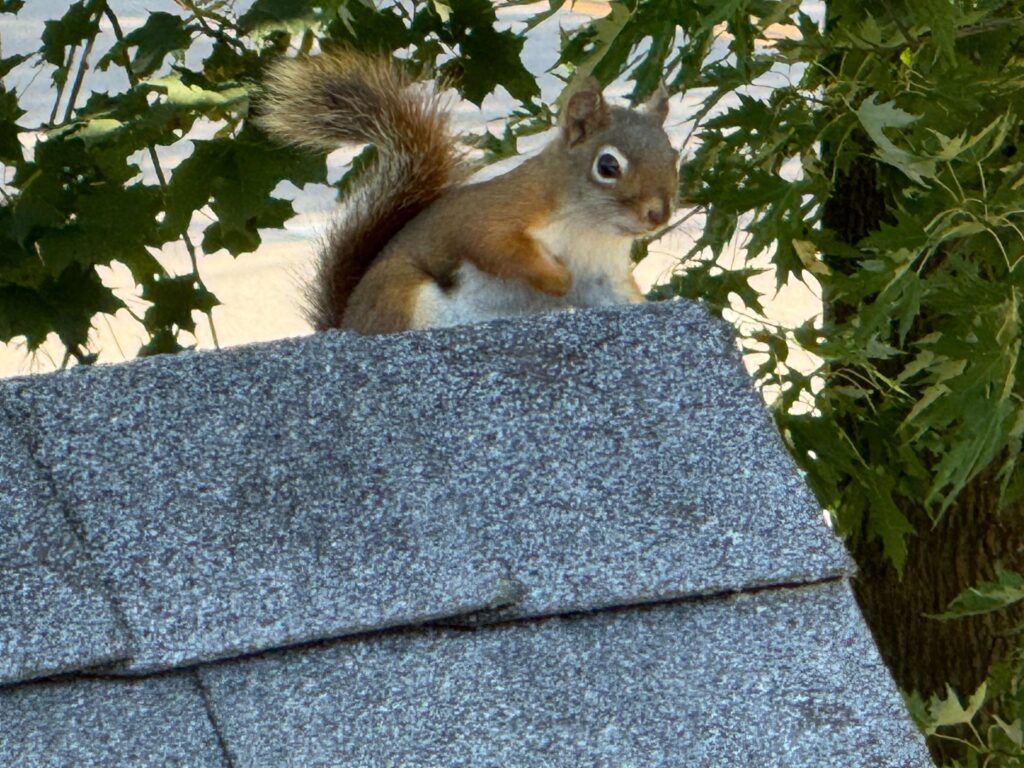 Squirrel Control Safety Harbor