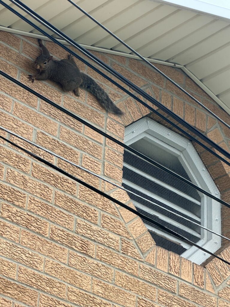 Squirrel Control Safety Harbor